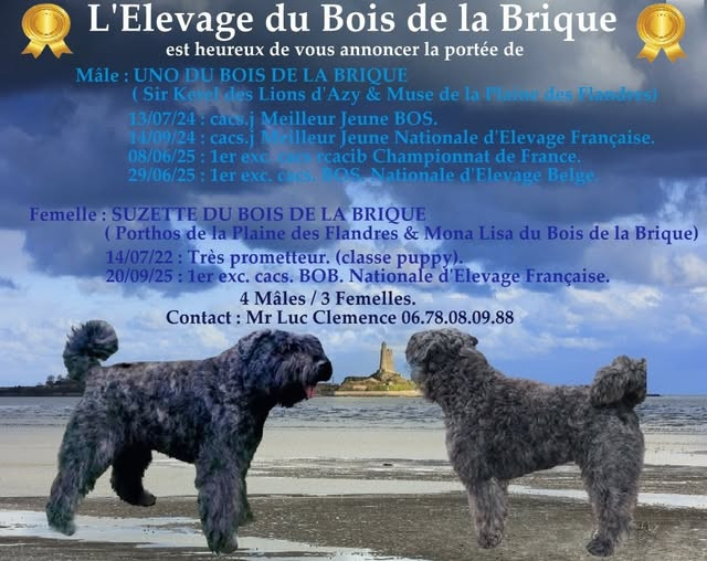 du Bois de la Brique - naissance