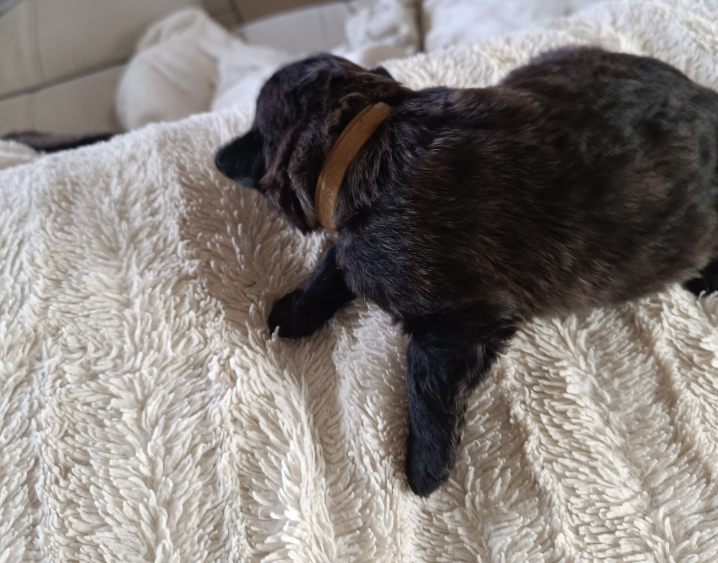 du Bois de la Brique - Chiots disponibles - Bouvier des Flandres