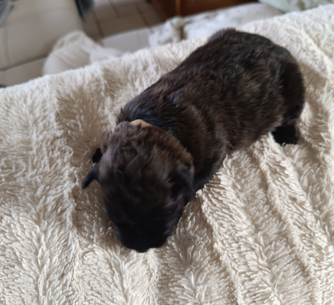 du Bois de la Brique - Chiots disponibles - Bouvier des Flandres