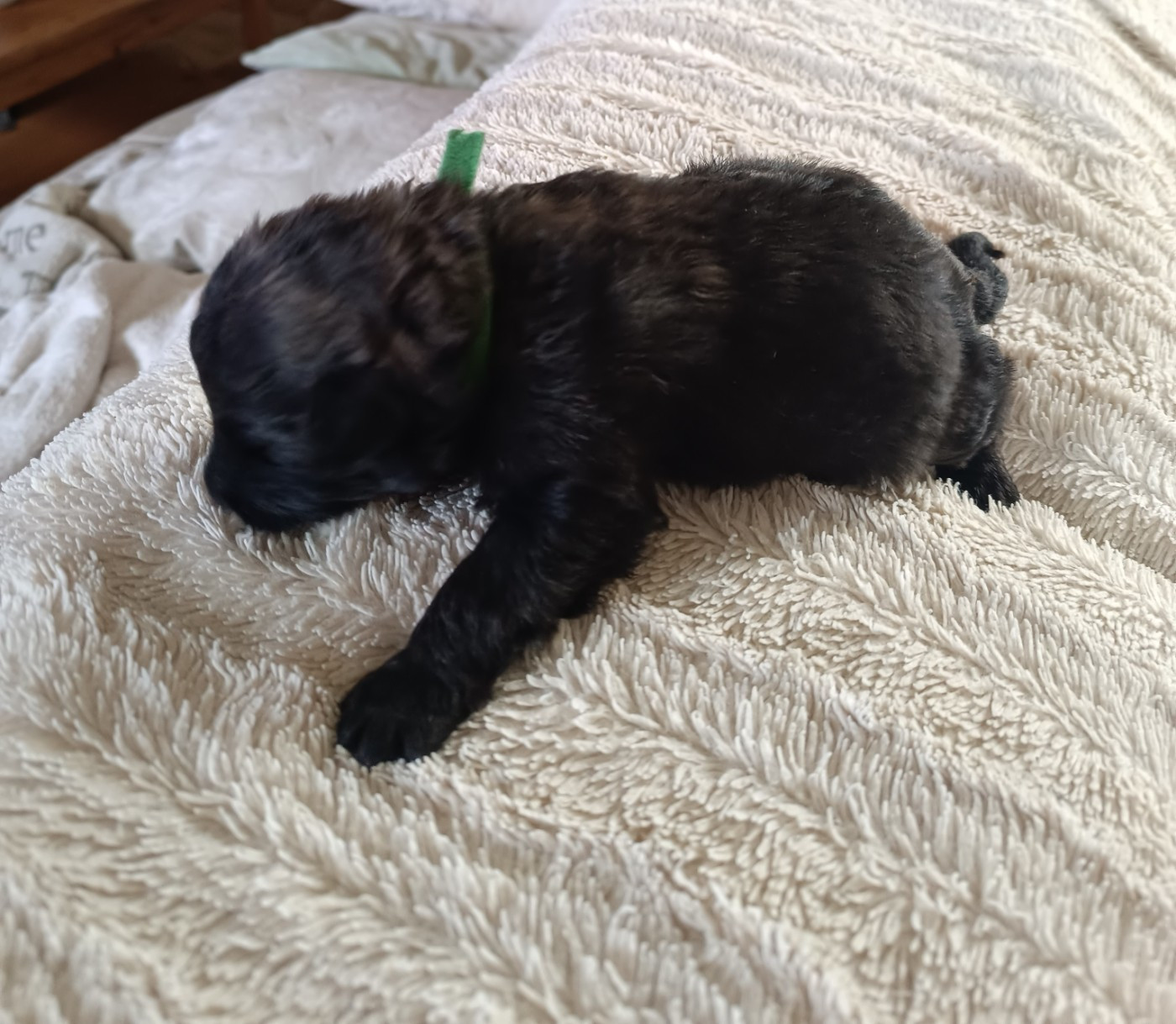du Bois de la Brique - Chiots disponibles - Bouvier des Flandres