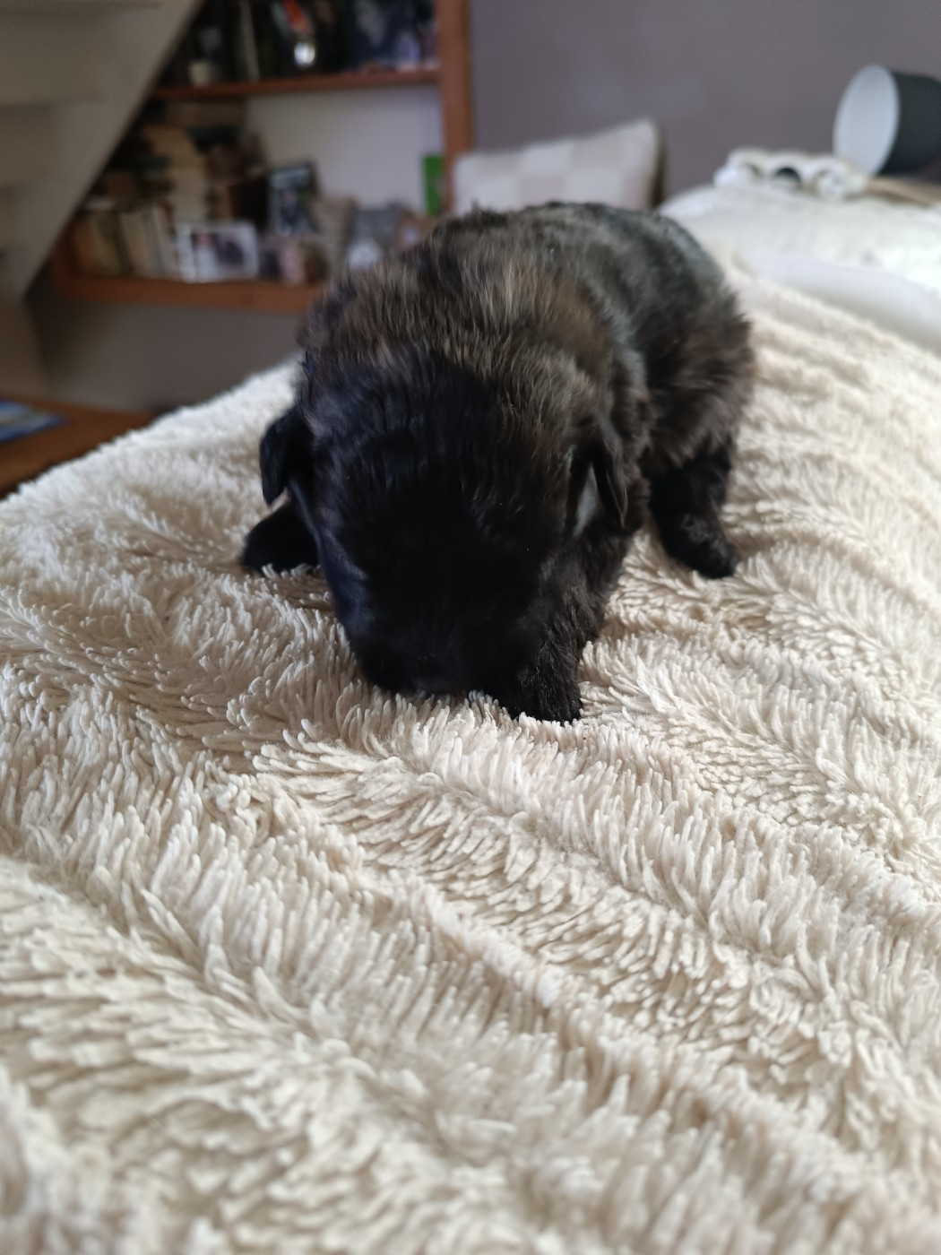 du Bois de la Brique - Chiots disponibles - Bouvier des Flandres