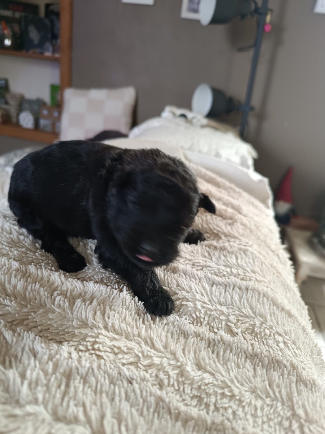 du Bois de la Brique - Chiots disponibles - Bouvier des Flandres