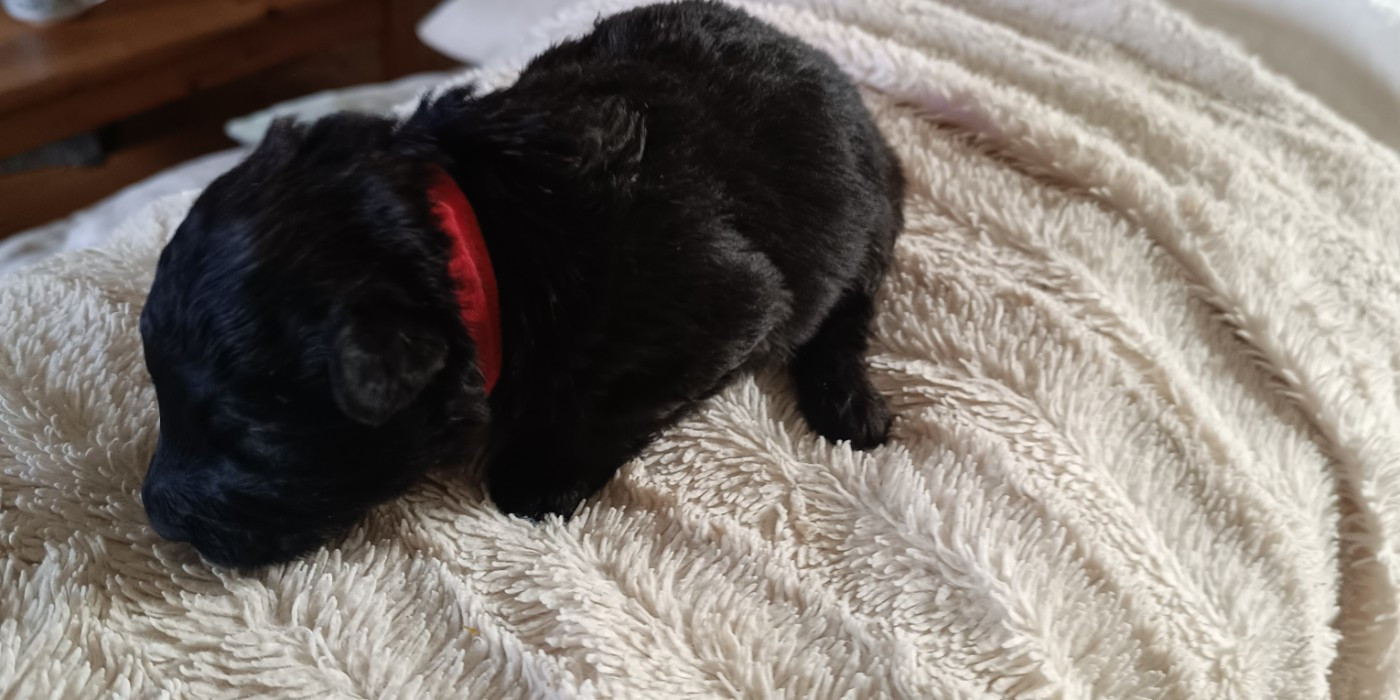 du Bois de la Brique - Chiots disponibles - Bouvier des Flandres