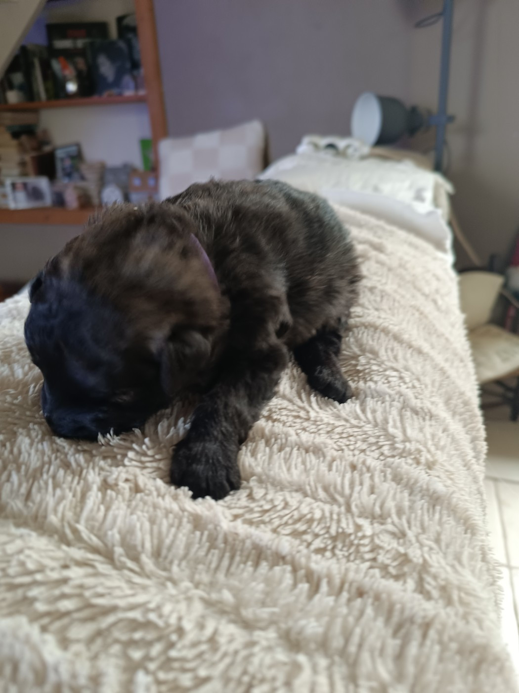 du Bois de la Brique - Chiots disponibles - Bouvier des Flandres