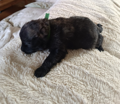 CHIOT 1